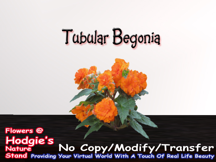 Begonia (Tublar) (Orange) (One Prim Sculpty)