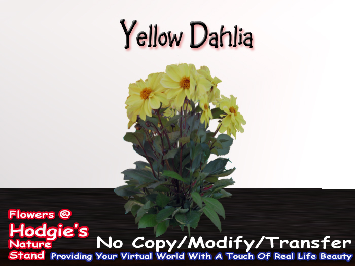 Dahlia (Yellow) Sep 2010 (One Prim Sculpty Plant)