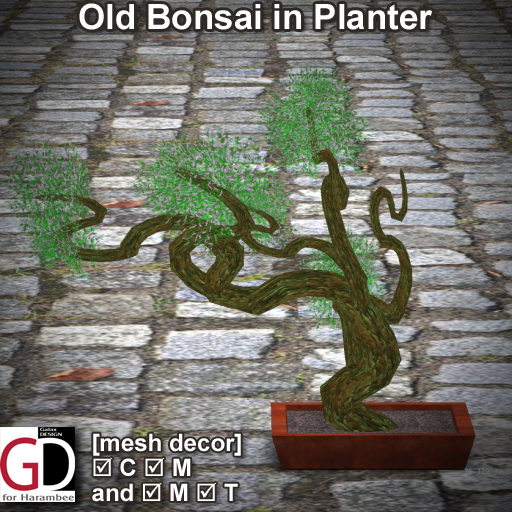 Old Bonsai in Planter
