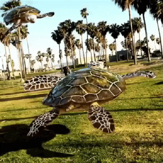 Flying Turtles GIF