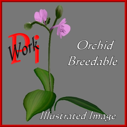 {Papillon} Orchid Co/Sma/Pal/Aah/+ Plant