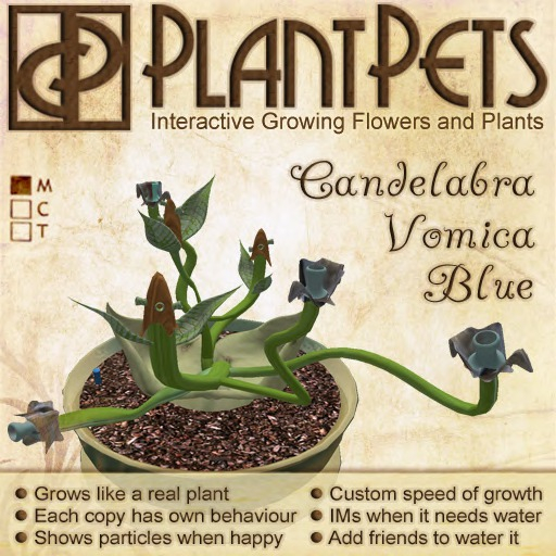 PlantPet Seed [Candelabra Vomica *Blue*]