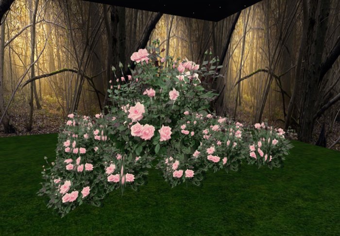 rose bush pink 3 old huge