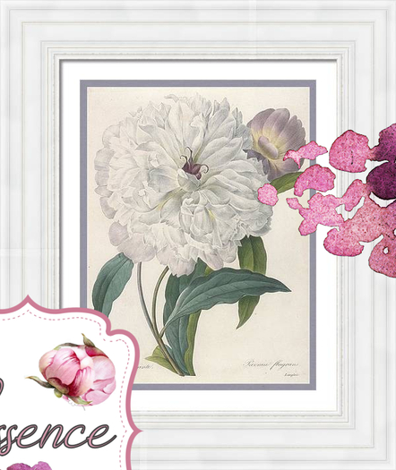 Peony-Redoute-Shabby Frame