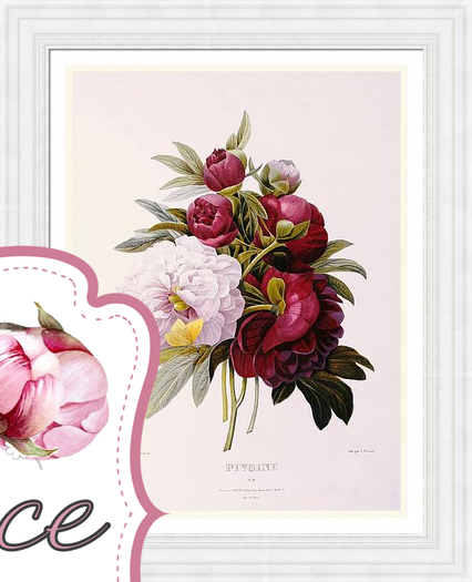 Peonies engraved-Redoute-Shabby Frame