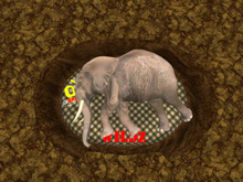 oYo Bundle - Female Yellow Spotted