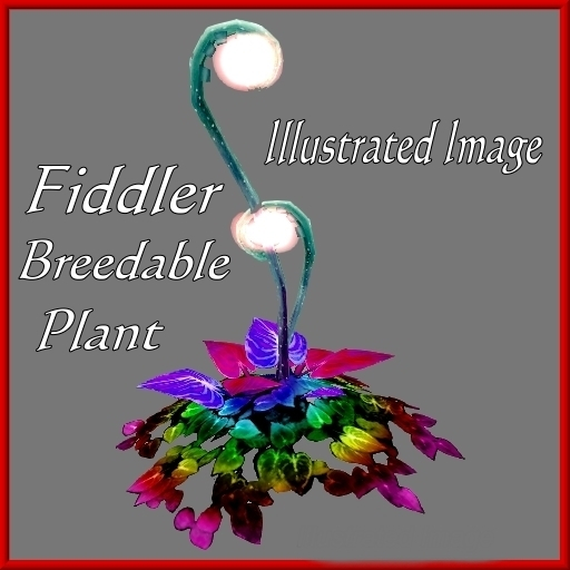 Fiddler {Papillon} Sl/Gia/Pal/Fid/+ Plant