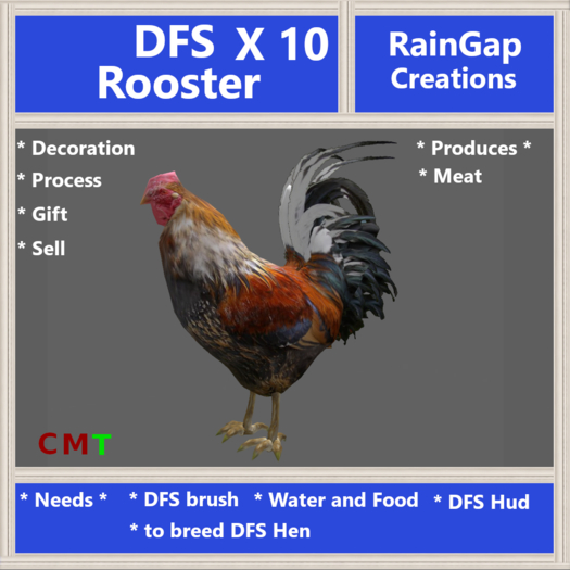 DFS ROOSTER X 10 (0 days old) ACTUAL ITEM