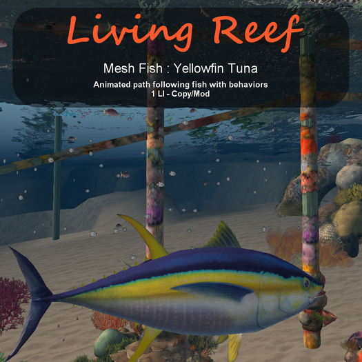 Inochi Reef - Yellowfin Tuna