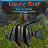 Inochi Reef - Old Wife