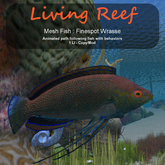 Inochi Reef : Mesh Fish - Finespot Wrasse