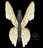 {Papillon} Ma/Med/Dar/Qin/Butterfly/Bee Cocoon
