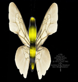 {Papillon} Ma/Sma/Bri/Fuu/Butterfly/Bumble/Bee Cocoon