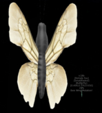 {Papillon} Fe/Sma/Fad/Fuu/Butterfly/Bee Cocoon