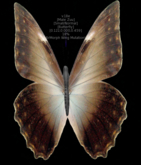{Papillon} Ma/Sma/Nor/Zuu/Butterfly/BrMorph Cocoon