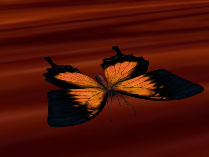 TM Orange Butterfly - Say Go or Home - Animated