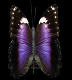 {Papillon} Ma/Mon/Nor/Qin/Butterfly/ViMorph Cocoon