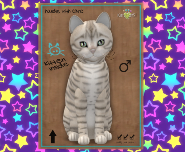 KittyCatS Box - M Toyger Snow Marble Magic 7T