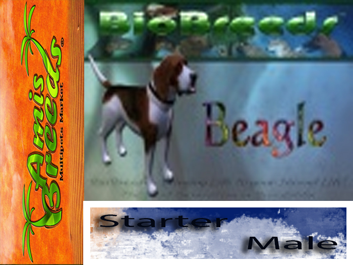 BB Beagle Box Male