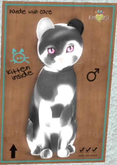 KittyCatS Box - New Born Kitten