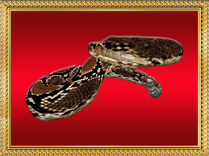 RI-RATTLE SNAKE [FULL PERM]-2P