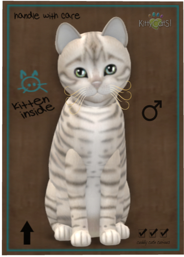 KittyCatS Box - Toyger - Snow