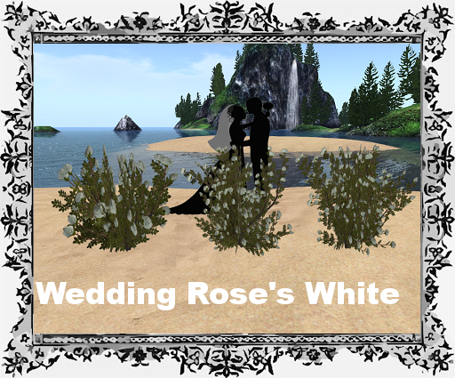 Wedding Rose's White