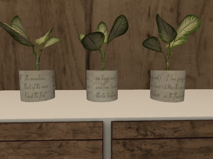 Scarlet Creative Mountain Love Plant in Pot