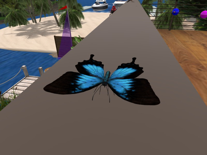 TM Blue Butterfly - Say Go or Home