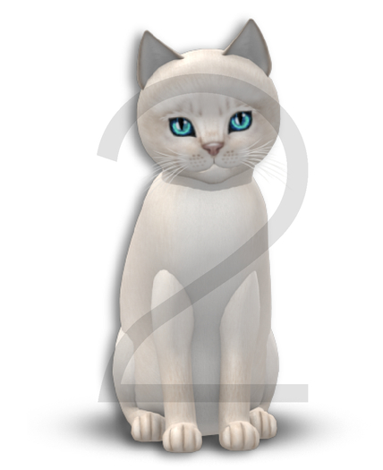 KittyCatS Box - 9T-M Abyssinian Creme - Normal / Twinkle - Swanky