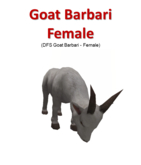 DFS Goat Barbari - Female (Texture)