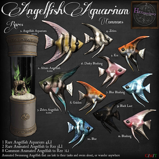 11. *HEXtraordinary* Blushing Angelfish