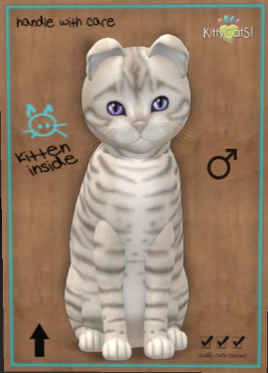 KittyCatS Box - New Born Kitten