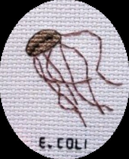 E Coli Needlework Texture