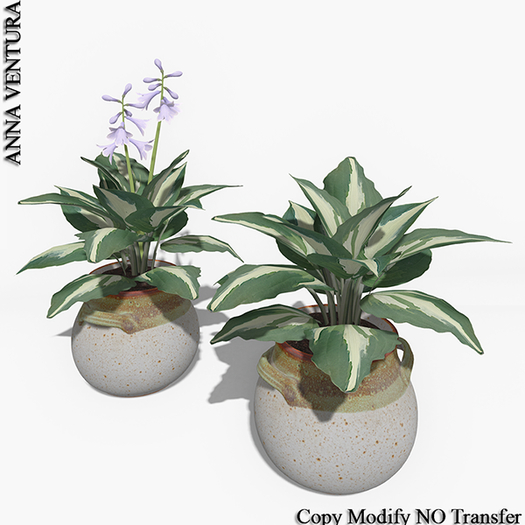 A.V _Hosta in Claypot