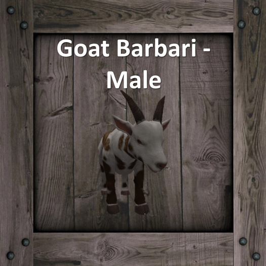 DFS Goat Barbari - Male (Texture)