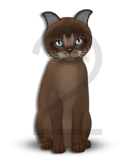 KittyCatS Box - 9T-F Abyssinian Ruddy - Normal