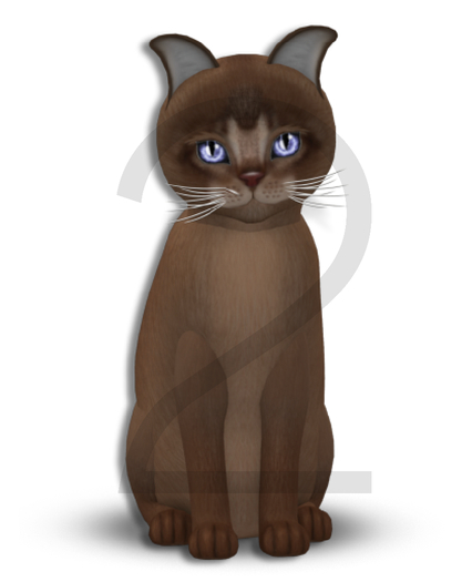 KittyCatS Box - 9T-F Abyssinian Ruddy - Normal / Twinkle - Mysterious