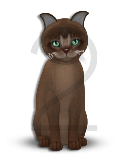 KittyCatS Box - 9T-F Abyssinian Ruddy - Normal / Porcelain - Mysterious