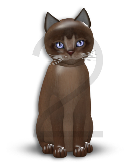 KittyCatS Box - 9T-M Abyssinian Ruddy - Normal