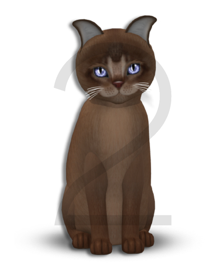 KittyCatS Box - 9T-M Abyssinian Ruddy - Normal