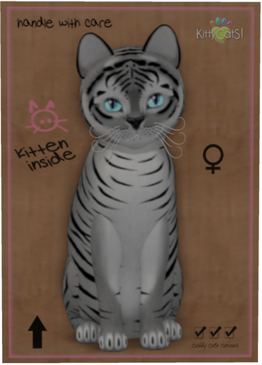 KittyCatS Box - Tiger! - Shadow