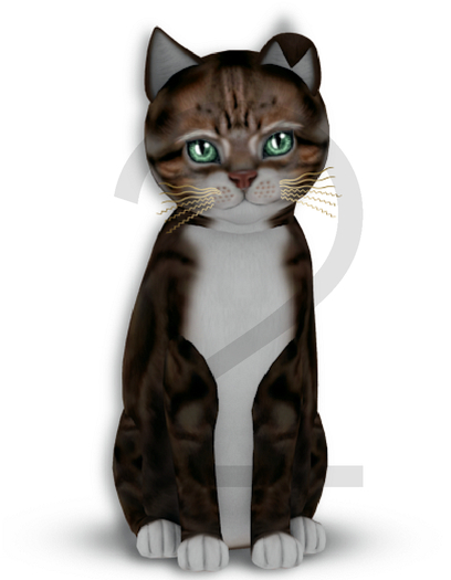 KittyCatS Box - 9T-M Am. Brown & White Patch - Normal