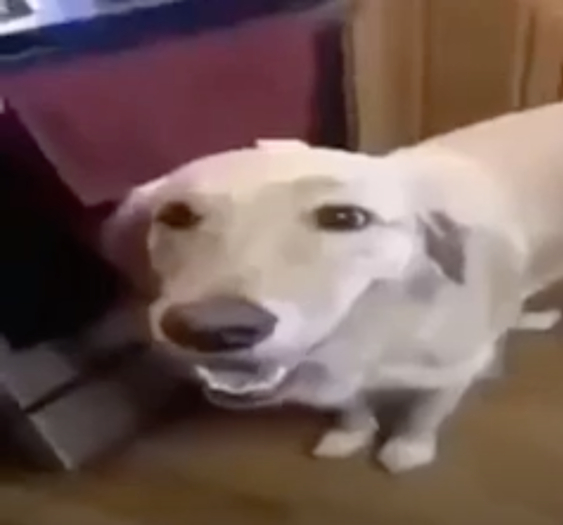 butter dog