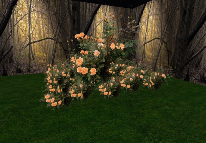 rose bush peach 4 huge