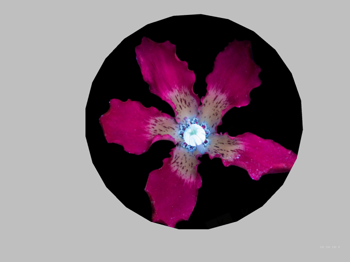 Wall decor-Flower 8