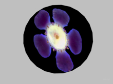 Wall decor-Flower 6