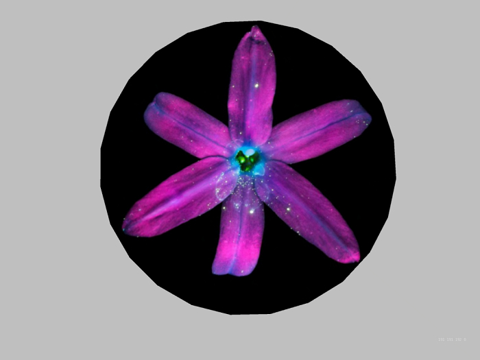 Wall decor-Flower 4