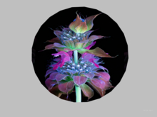 Wall decor-Flower 2
