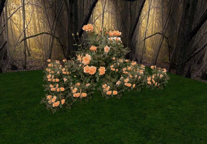 rose bush peach 2 huge